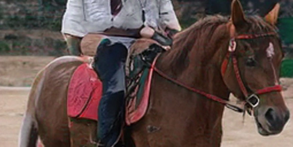 Thishorsedoesnotexist